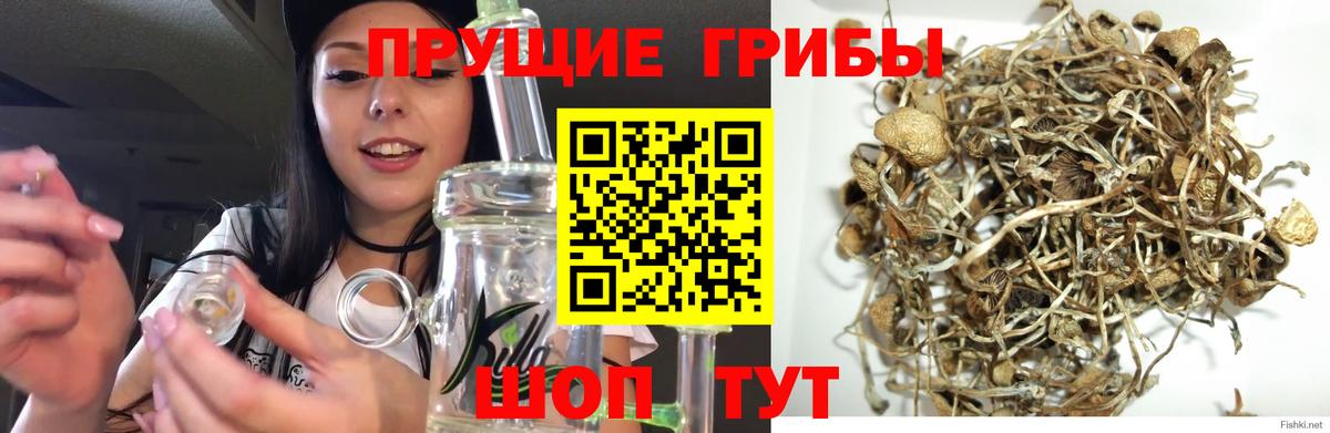Псилоцибиновые грибы Psilocybine cubensis Братск